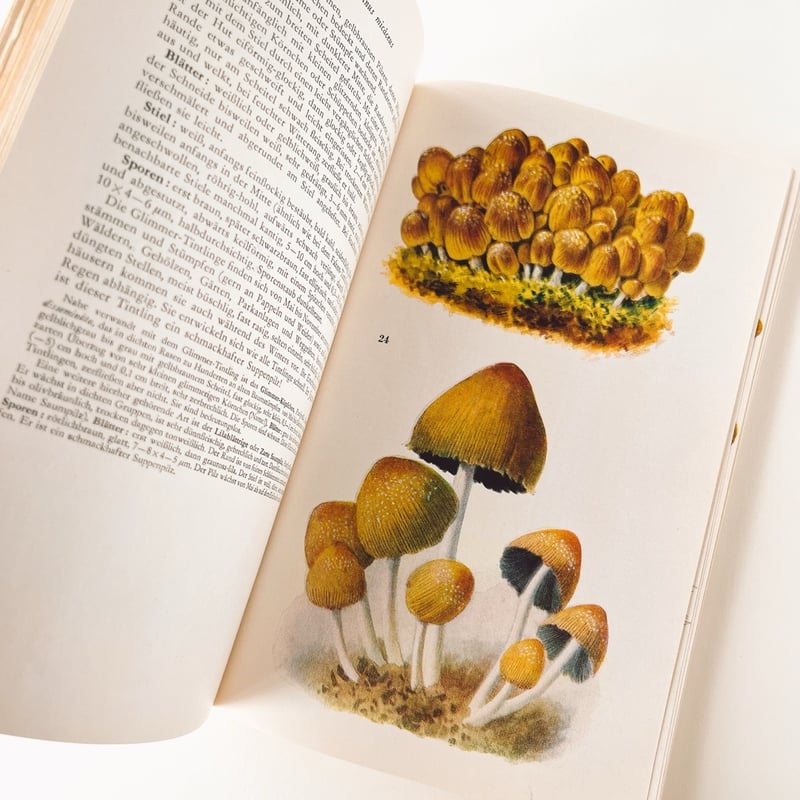 東ドイツ きのこ図鑑 Taschenbuch für Pilzfreunde 1964年 |