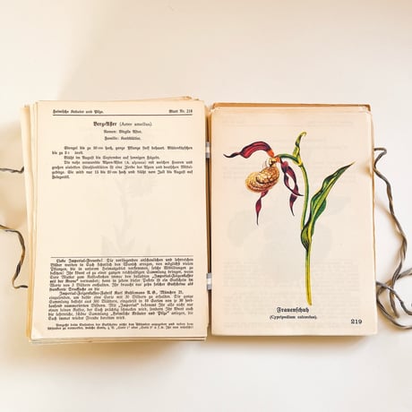 ドイツ　図鑑セット　Heimische Kräuter und Pilze　1925年
