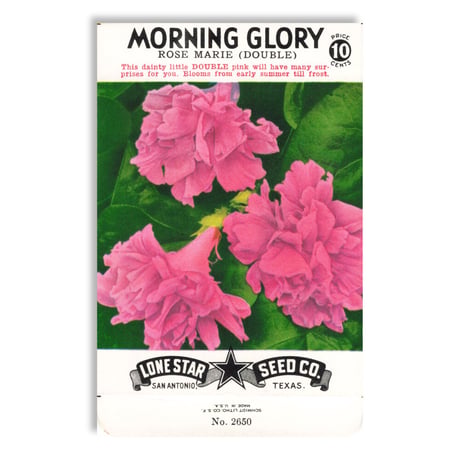 シードパケット　種袋　アメリカ　Morning Glory - Rose Marie (Double)