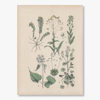 ドイツ　植物博物画　1884年　7ページ
