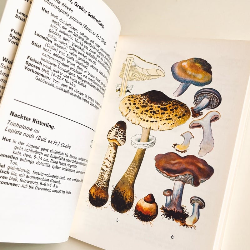 スイス きのこ図鑑 SCHWEIZER PILZTAFELN BAND I | こぐま舎