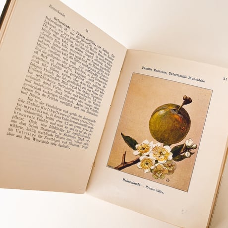 ドイツ　Nutzpflanzen (1909)