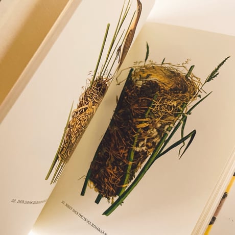 ドイツ　インゼル文庫「Vögel und Nester」No.100（鳥と巣の図鑑）