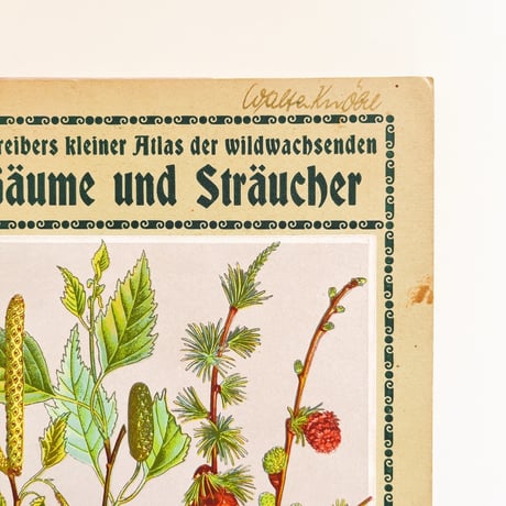 ドイツ　植物図鑑　Bäume und Sträucher, Heft 1, 1934