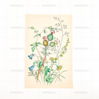 チェコスロバキア　アザミのイラスト　ポストカード