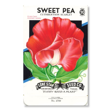 シードパケット　種袋　アメリカ　Sweet Pea - Cuthbertson Scarlet
