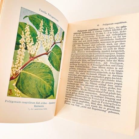 ドイツ　Gartenblumen II. Winterharte Stauden (1927)