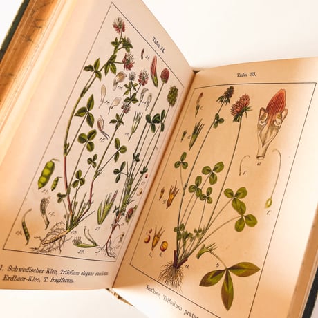 ドイツ　Sturm’s Flora von Deuchland 9 (1904)　植物図鑑
