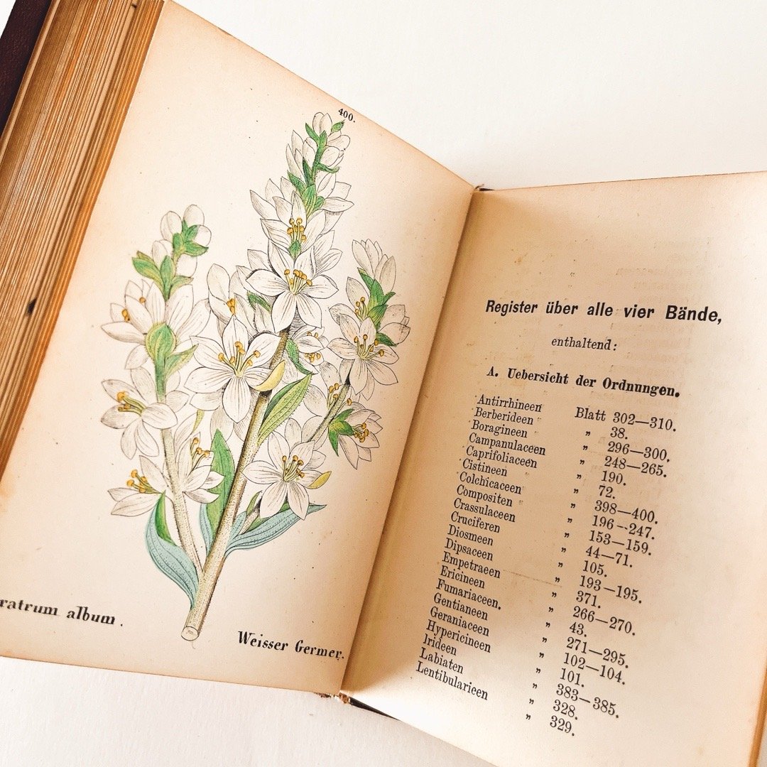 ドイツ Alpen Pfranzen 植物図鑑 - IV | こぐま舎