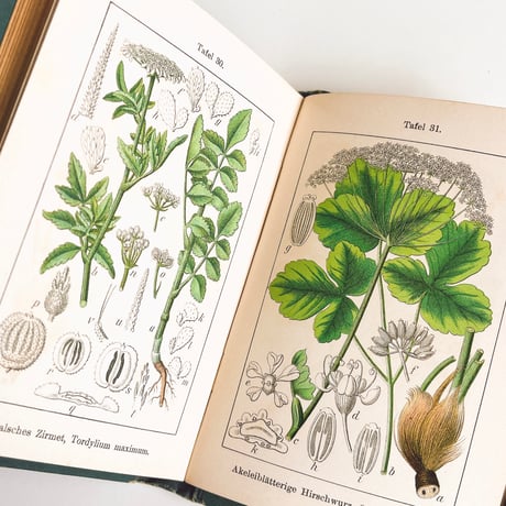 ドイツ　Sturm’s Flora von Deuchland 12 (1904)　植物図鑑