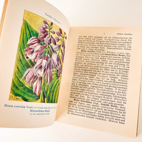 ドイツ　Gartenblumen II. Winterharte Stauden (1927)