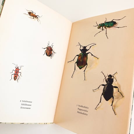 ドイツ　インゼル文庫「Insektenbuch」No.725 （昆虫図鑑)　1961年
