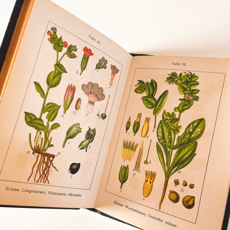 ドイツ　Sturm’s Flora von Deuchland 11 (1904)　植物図鑑