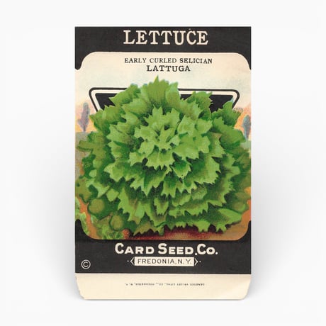 シードパケット　種袋　アメリカ　LETTUCE LATTUGA