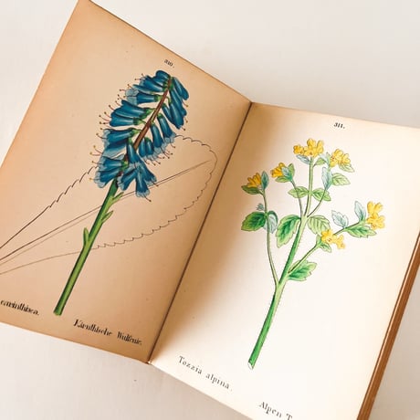 ドイツ　Alpen Pfranzen　植物図鑑 - IV