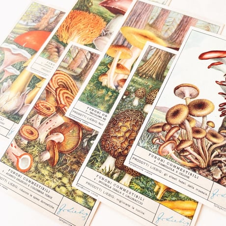 リービッヒ　トレーディングカード　6枚セット　食用きのこ　Funghi Commestibili　1950年代