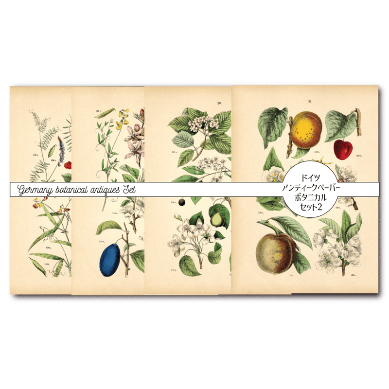 ドイツ アンティーク植物イラスト3 | こぐま舎