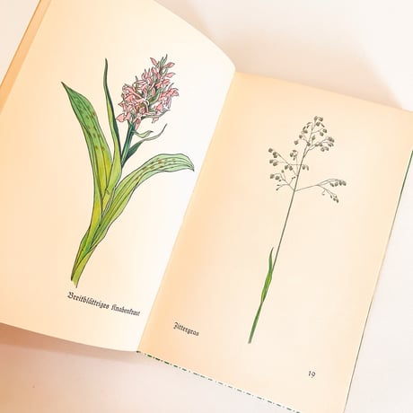 ドイツ　インゼル文庫「Das klein Buch der Blumenbuch」No.281（野の花図鑑）1938年
