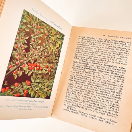 ドイツ　Ziersträucher und Parkbäume (1923)
