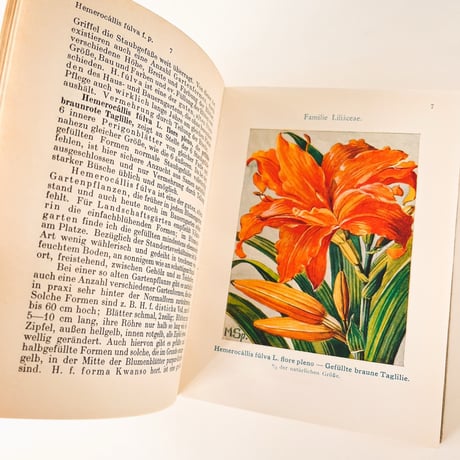 ドイツ　Gartenblumen II. Winterharte Stauden (1927)