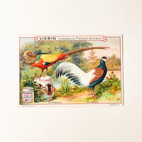 リービッヒ　トレーディングカード　LIEBIG TRADE CARDS　鳥03