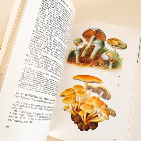 東ドイツ　きのこ図鑑　Taschenbuch für Pilzfreunde　1973年