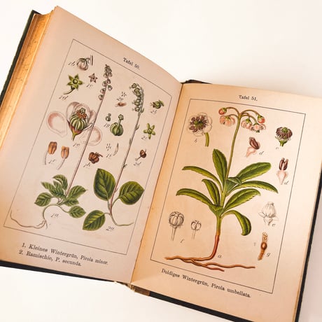 ドイツ　Sturm’s Flora von Deuchland 9 (1904)　植物図鑑