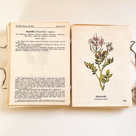 ドイツ　図鑑セット　Heimische Kräuter und Pilze　1925年