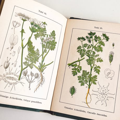 ドイツ　Sturm’s Flora von Deuchland 12 (1904)　植物図鑑