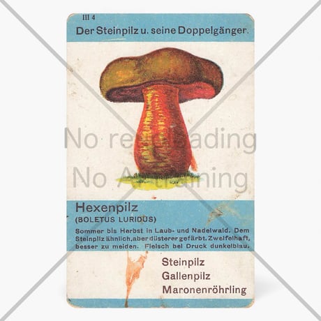 ドイツ　ヴィンテージ　きのこカード　バラ売り　Hexenpilz