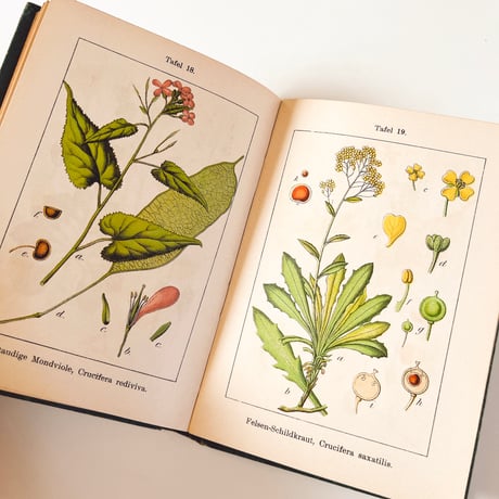 ドイツ　Sturm’s Flora von Deuchland 6 (1904)　植物図鑑