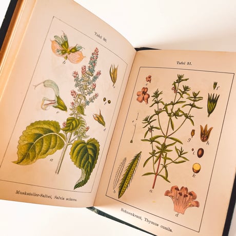 ドイツ　Sturm’s Flora von Deuchland 11 (1904)　植物図鑑