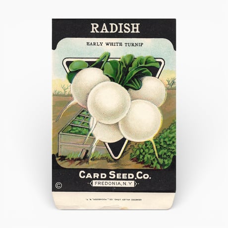 シードパケット　種袋　アメリカ　RADISH EARLY WHITE TURNIP