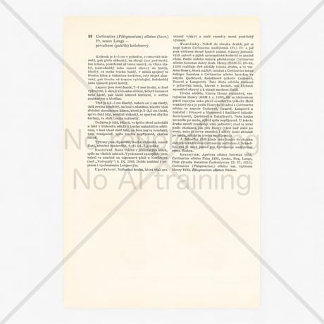 チェコスロバキア　きのこ　博物画　A4サイズ　1959年　P.87