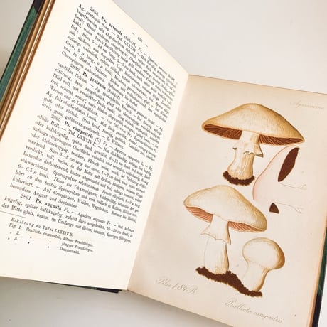 ドイツ　きのこ図鑑　Krytogamen-Flora, Band III, Pilze 2. Teil, 2. Abteilung (Thomé, Migula 1912)
