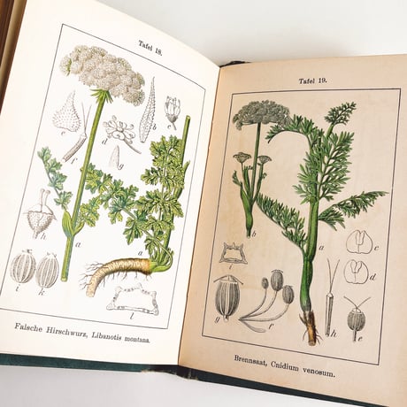 ドイツ　Sturm’s Flora von Deuchland 12 (1904)　植物図鑑