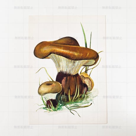 CATEGORY きのこ | こぐま舎