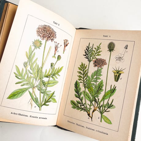 ドイツ　Sturm’s Flora von Deuchland 13 (1904)　植物図鑑