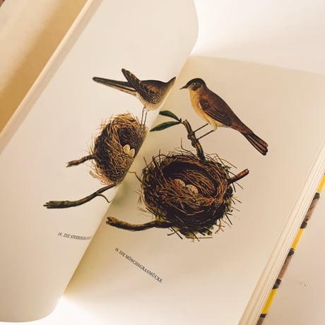 ドイツ　インゼル文庫「Vögel und Nester」No.100（鳥と巣の図鑑）