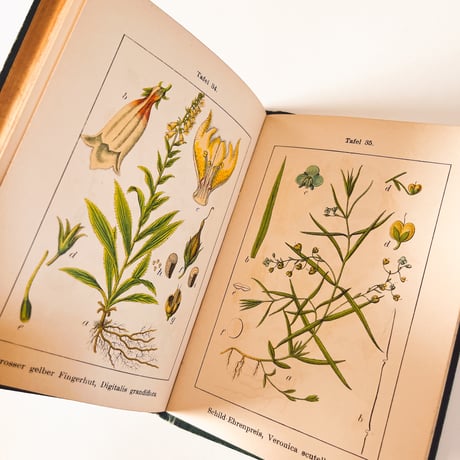 ドイツ　Sturm’s Flora von Deuchland 10 (1904)　植物図鑑