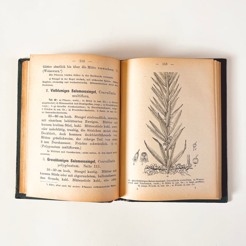 ドイツ Sturm's Flora von Deuchland 1 (1904) 植物図鑑 |