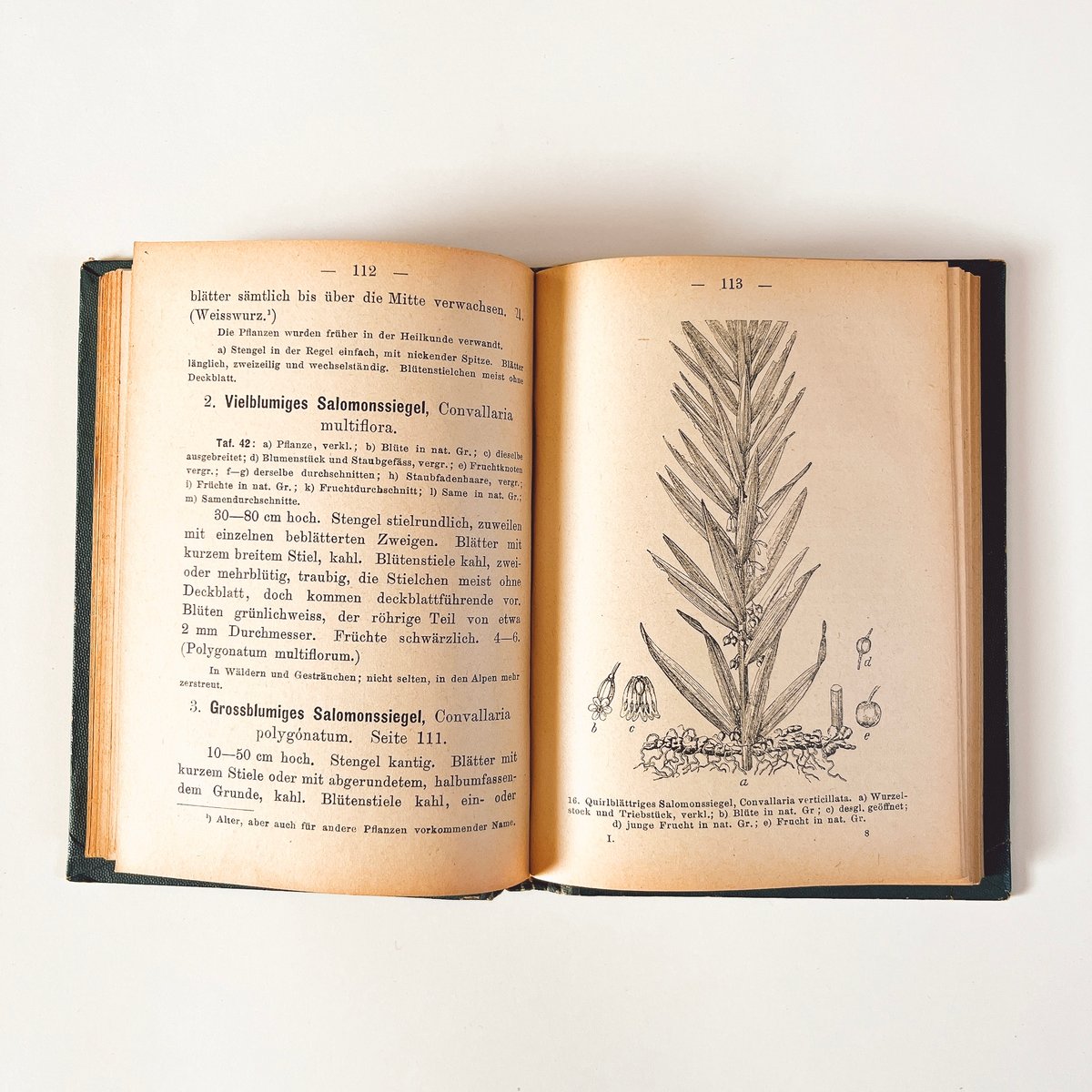 ドイツ 植物学 植物図鑑 アンティーク洋書 Das Pflanzenreich Amazon ドイツ 植物学 植物図鑑 アンティーク洋書 Das Pflanzenreich Amazon