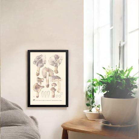チェコスロバキア　きのこ　博物画　A4サイズ　1959年　P. 124