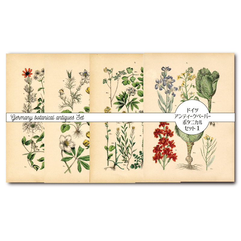 ドイツ アンティーク植物イラスト1 | こぐま舎