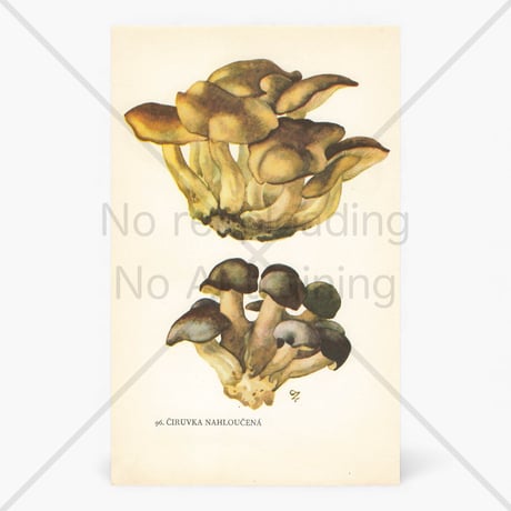チェコスロバキア　きのこ　博物画　A5両面印刷　1964年　P.95,96