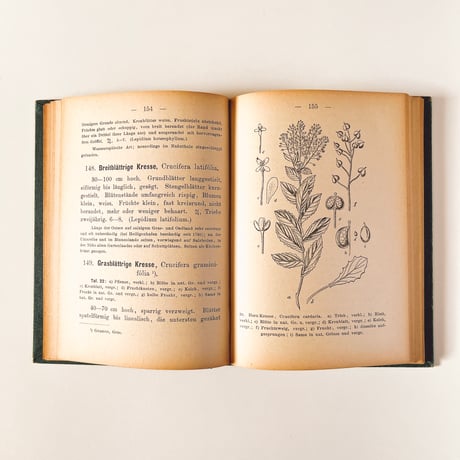 ドイツ　Sturm’s Flora von Deuchland 6 (1904)　植物図鑑