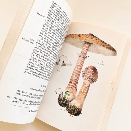東ドイツ　きのこ図鑑　Knaurs Pilzbuch (1973)
