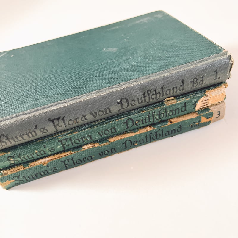 ドイツ Sturm's Flora von Deuchland 1 (1904) 植物図鑑 |