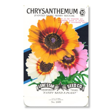 シードパケット　種袋　アメリカ　Chrysanthemum - Painted Daisy - Merry Mixture