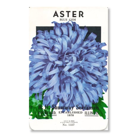 シードパケット　種袋　アメリカ　Aster - Blue Gem - Blue Gem